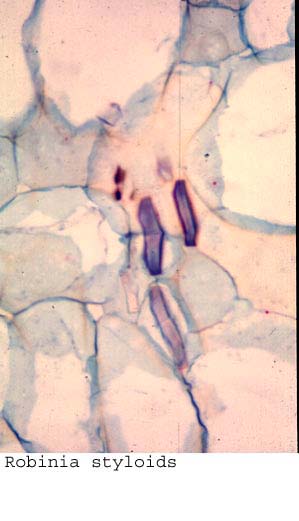 anat0799