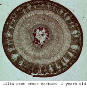 Tilia2