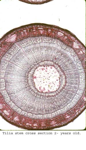 Tilia22