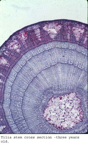 Tilia31