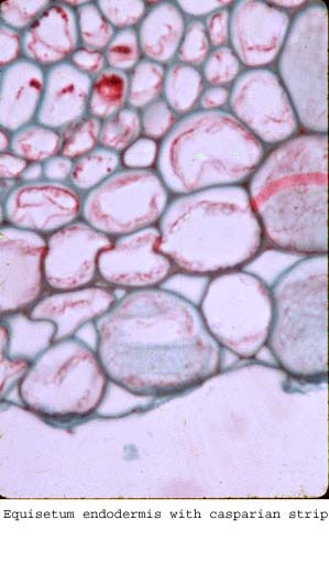 anat0887