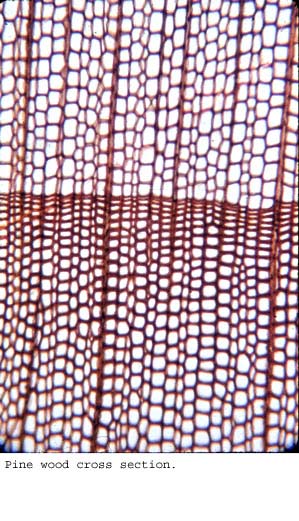 Anat0288