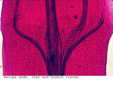 anat1075