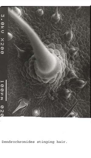 Anat0124