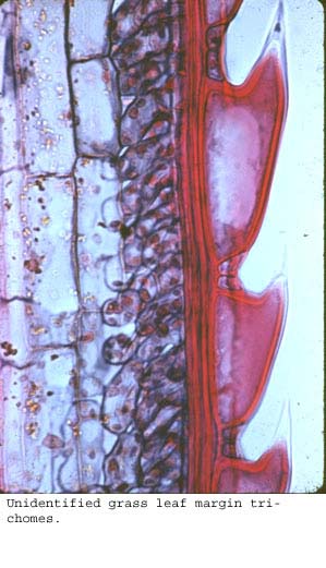 Anat0127