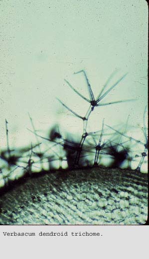 Anat0129