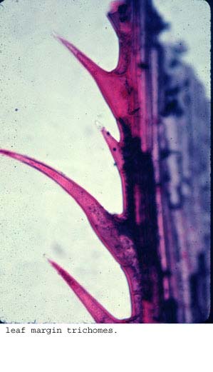Anat0133