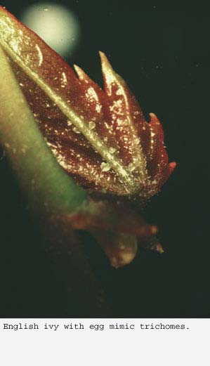 Anat0141