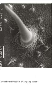 Anat0124