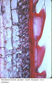 Anat0127
