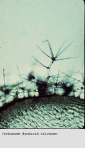 Anat0129