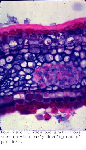 Anat0441