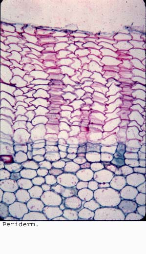 Anat0444