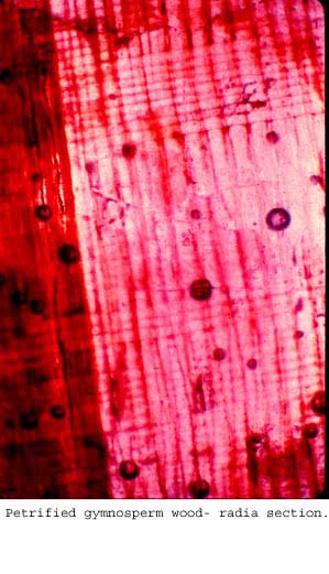 Anat0409