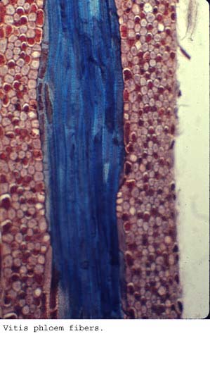Anat0420