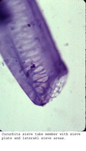 Anat0424