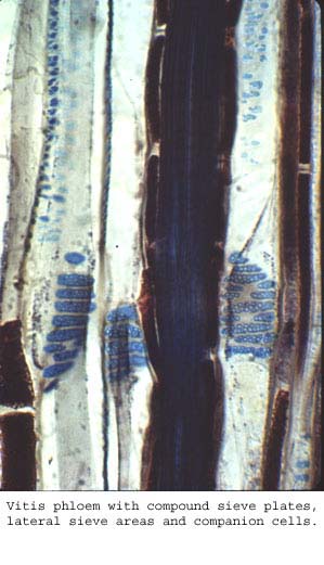 Anat0434