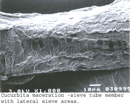 SEM0213