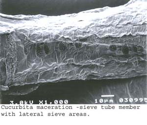 SEM0213