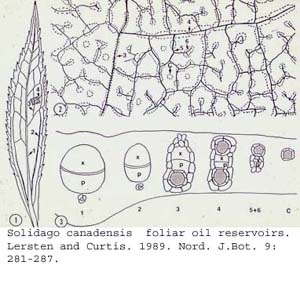 anat0721