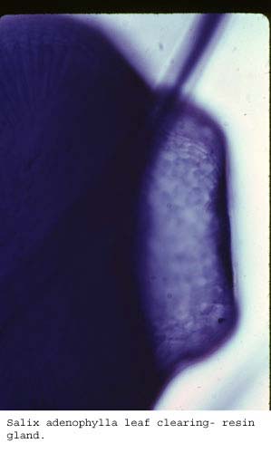 Anat0577