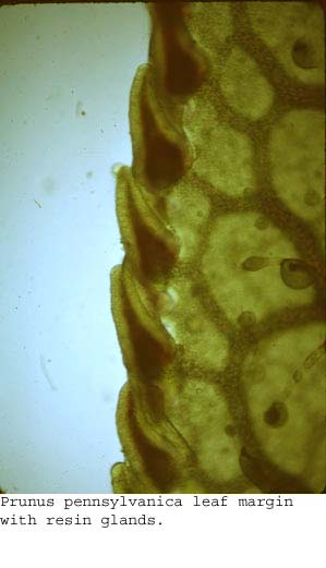 Anat0599