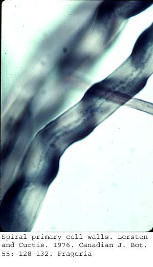 anat0621