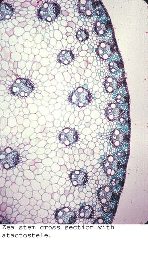 anat1060