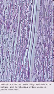 Anat0177