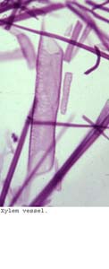 Anat0181