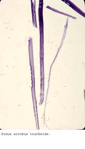 Anat0182