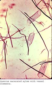 Anat0183