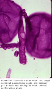 Anat0188