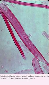 Anat0189