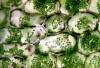 Elodea closeup with vacuole indicated by chloroplast position and focus