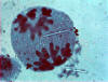 meiosis, late anaphase I