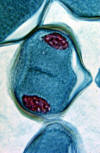 meiosis, telophase I