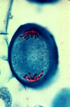 meiosis, end of anaphase I