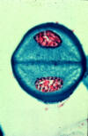 meiosis, early prophase II
