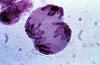 meiosis, end of metaphase II