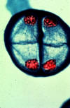 meiosis, telophase II
