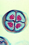 meiosis, late telophase iI