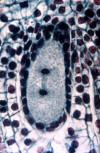 embryo sac meiosis, telophase I