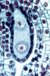 embryo sac, two nucleus stage