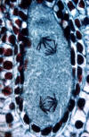 embryo sac meiosis, end of anaphase II