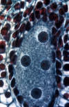embryo sac development, four nucleus stage