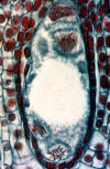 embryo sac development, metaphase of third nuclear division (mitosis)