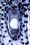 embryo sac development, early in eight nucleus stage