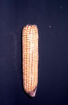 hybrid corn ear