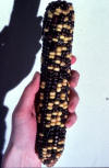 F2 generation corn ear with kernals from monohybrid cross